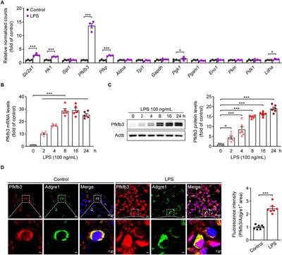 Deficiency of Myeloid Pfkfb3 Protects Mice From Lung Edema and Cardiac Dysfunction in LPS-Induced Endotoxemia